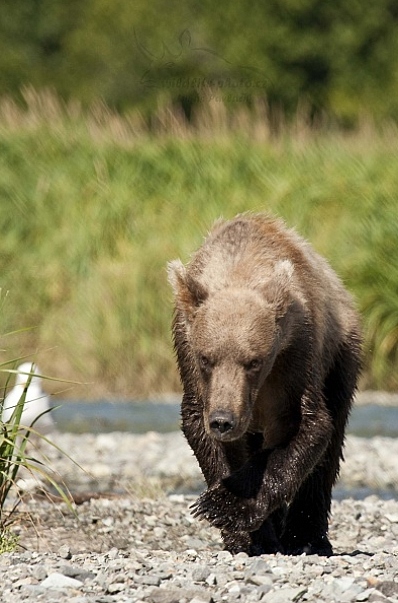 Medvěd aljašský (Ursus arctos gyas), Brown Bear