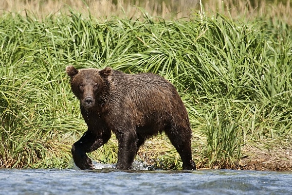 Medvěd aljašský (Ursus arctos gyas), Brown Bear