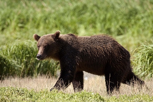 Medvěd aljašský (Ursus arctos gyas), Brown Bear