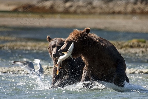 Medvěd aljašský (Ursus arctos gyas), Brown Bear