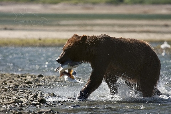 Medvěd aljašský (Ursus arctos gyas), Brown Bear