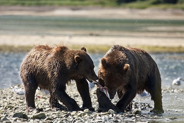 Medvěd aljašský (Ursus arctos gyas), Brown Bear