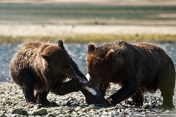 Medvěd aljašský (Ursus arctos gyas), Brown Bear