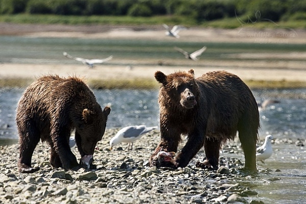 Medvěd aljašský (Ursus arctos gyas), Brown Bear