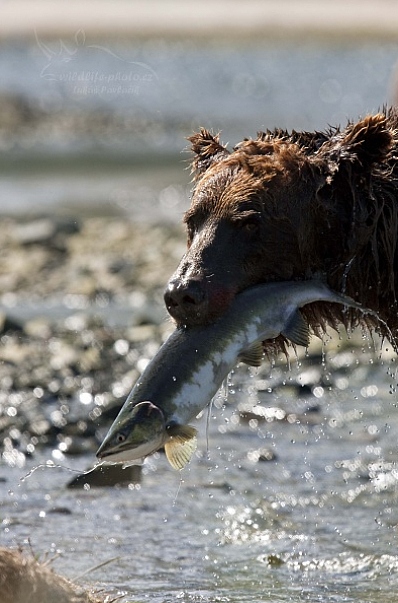 Medvěd aljašský (Ursus arctos gyas), Brown Bear