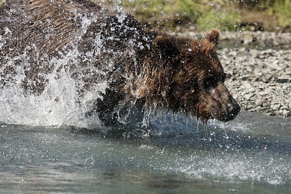 Medvěd aljašský (Ursus arctos gyas), Brown Bear