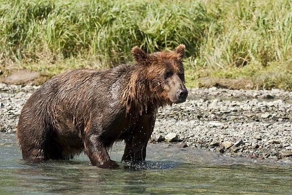 Medvěd aljašský (Ursus arctos gyas), Brown Bear