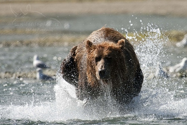 Medvěd aljašský (Ursus arctos gyas), Brown Bear