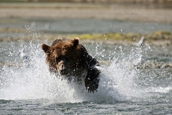 Medvěd aljašský (Ursus arctos gyas), Brown Bear