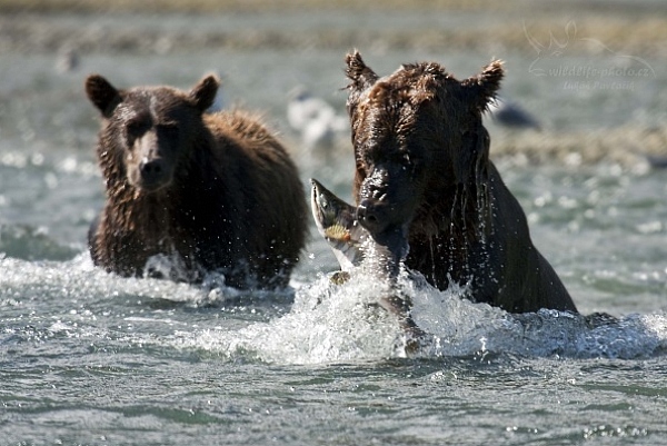 Medvěd aljašský (Ursus arctos gyas), Brown Bear