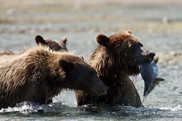 Medvěd aljašský (Ursus arctos gyas), Brown Bear