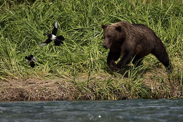 Medvěd aljašský (Ursus arctos gyas), Brown Bear