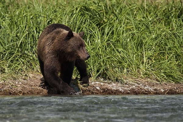 Medvěd aljašský (Ursus arctos gyas), Brown Bear