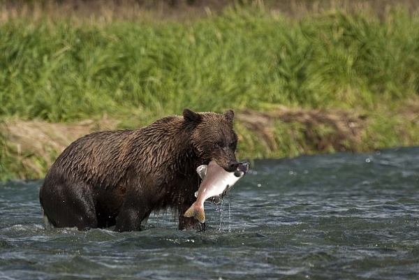 Medvěd aljašský (Ursus arctos gyas), Brown Bear