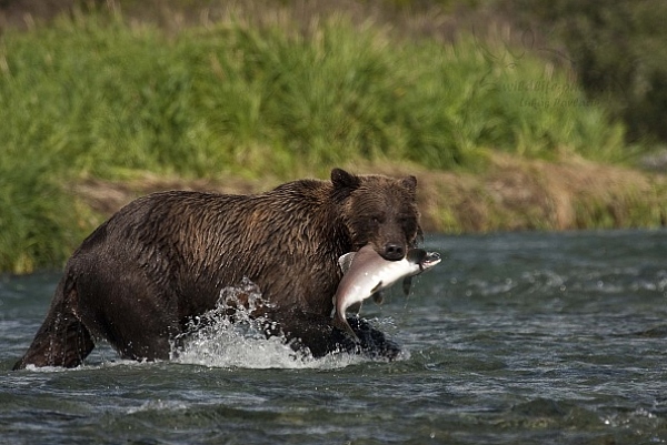 Medvěd aljašský (Ursus arctos gyas), Brown Bear