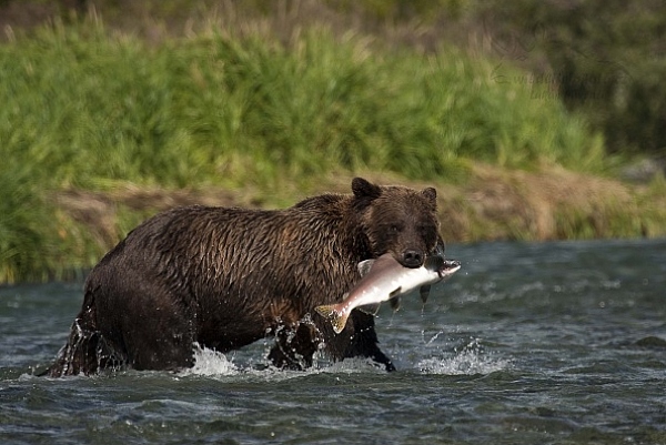 Medvěd aljašský (Ursus arctos gyas), Brown Bear