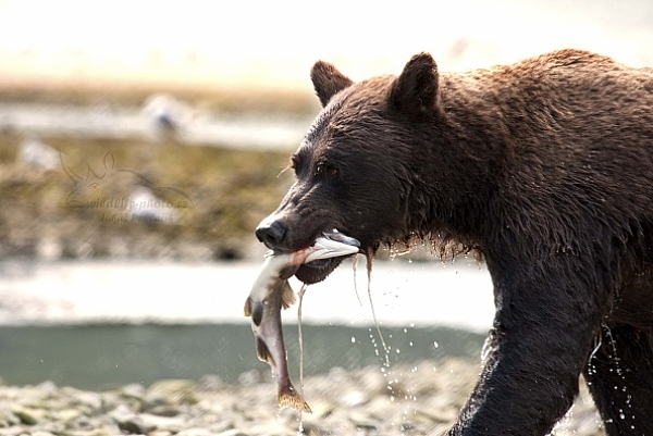 Medvěd aljašský (Ursus arctos gyas), Brown Bear