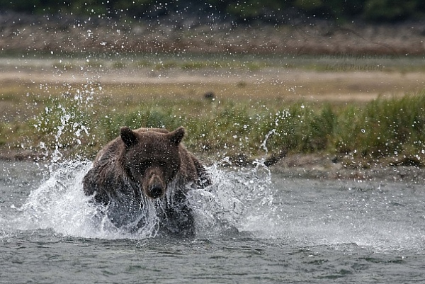 Medvěd aljašský (Ursus arctos gyas), Brown Bear