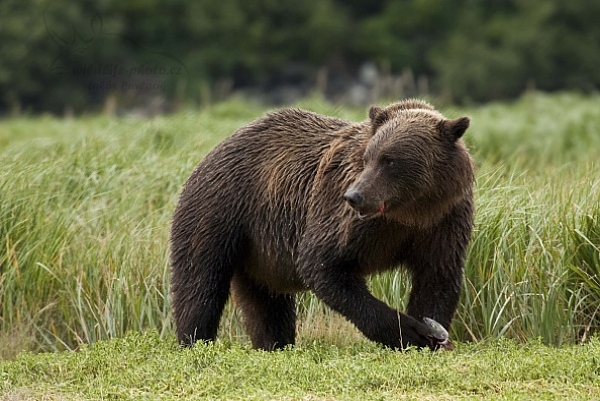 Medvěd aljašský (Ursus arctos gyas), Brown Bear