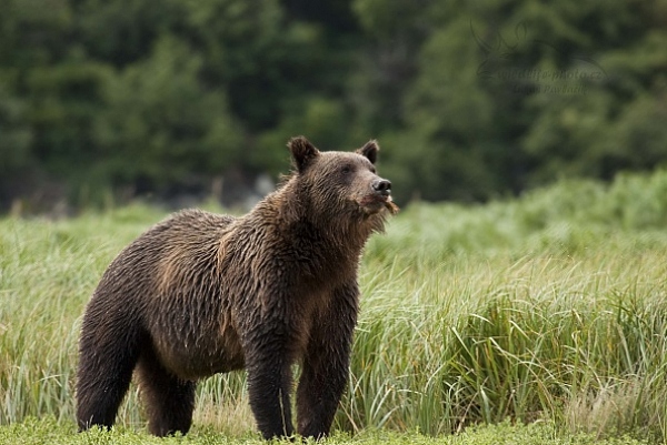 Medvěd aljašský (Ursus arctos gyas), Brown Bear