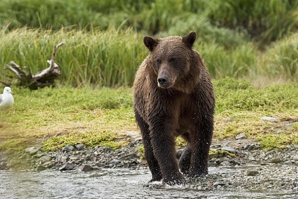 Medvěd aljašský (Ursus arctos gyas), Brown Bear