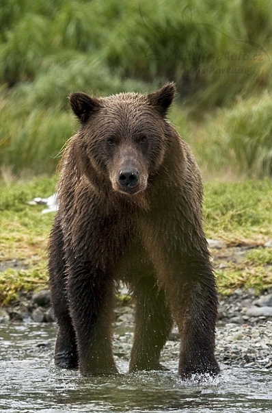 Medvěd aljašský (Ursus arctos gyas), Brown Bear