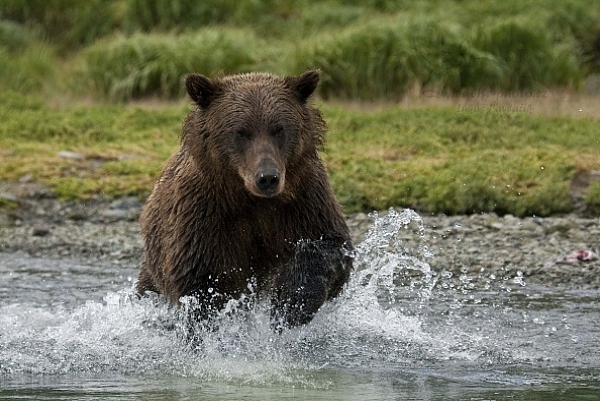 Medvěd aljašský (Ursus arctos gyas), Brown Bear