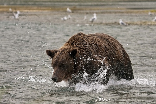 Medvěd aljašský (Ursus arctos gyas), Brown Bear