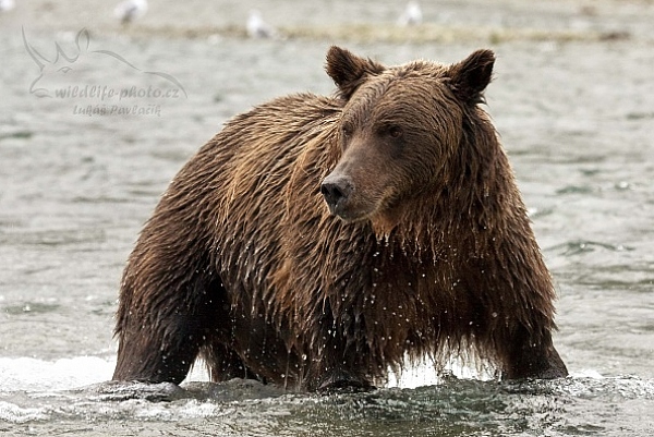 Medvěd aljašský (Ursus arctos gyas), Brown Bear