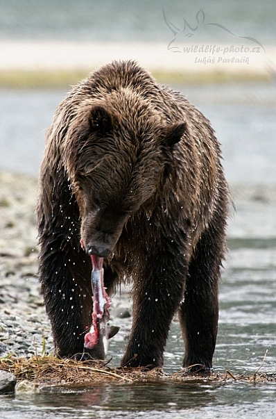 Medvěd aljašský (Ursus arctos gyas), Brown Bear