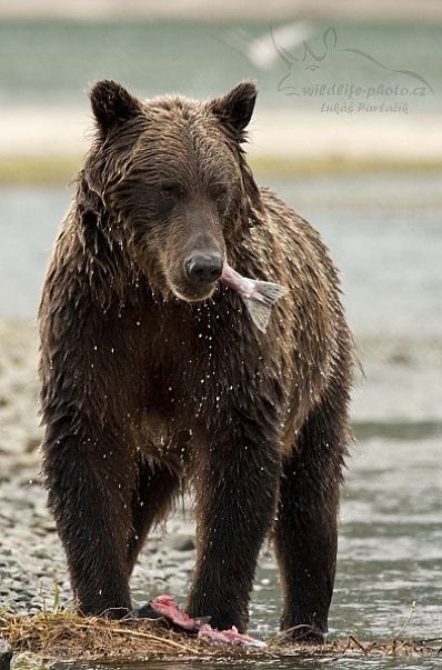 Medvěd aljašský (Ursus arctos gyas), Brown Bear