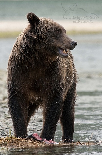 Medvěd aljašský (Ursus arctos gyas), Brown Bear