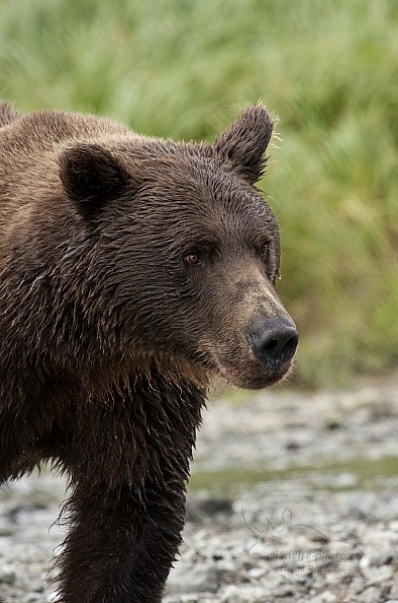 Medvěd aljašský (Ursus arctos gyas), Brown Bear