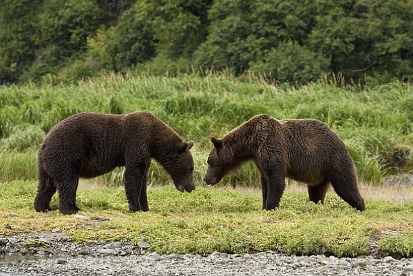 Medvěd aljašský (Ursus arctos gyas), Brown Bear