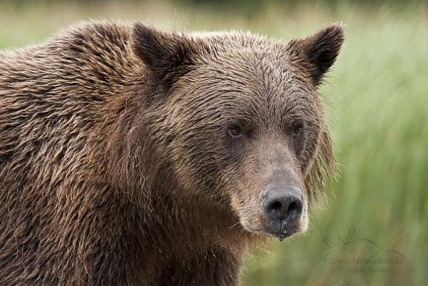 Medvěd aljašský (Ursus arctos gyas), Brown Bear