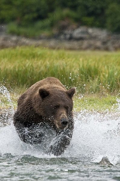 Medvěd aljašský (Ursus arctos gyas), Brown Bear