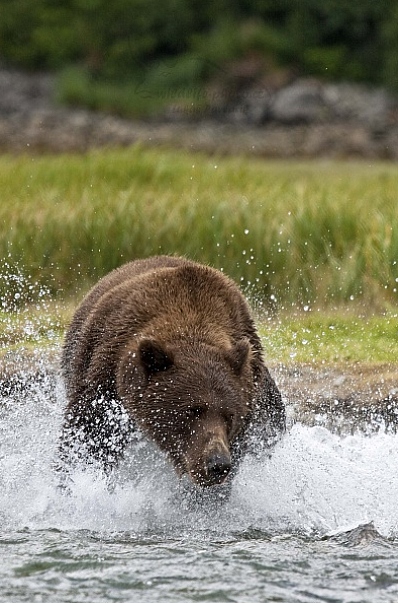 Medvěd aljašský (Ursus arctos gyas), Brown Bear