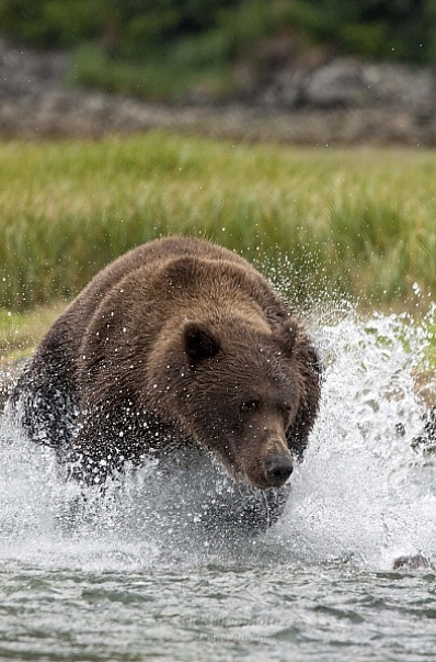 Medvěd aljašský (Ursus arctos gyas), Brown Bear