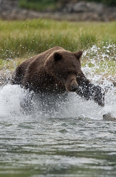 Medvěd aljašský (Ursus arctos gyas), Brown Bear