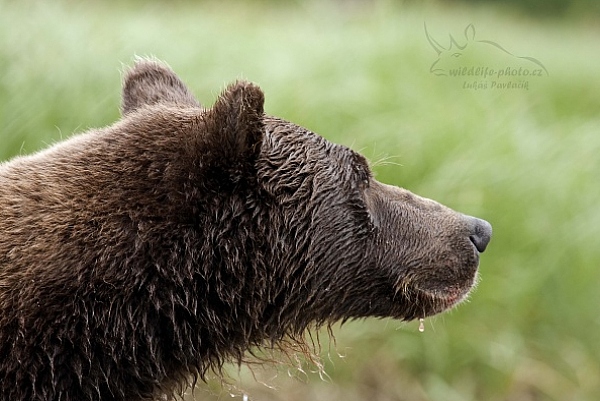 Medvěd aljašský (Ursus arctos gyas), Brown Bear