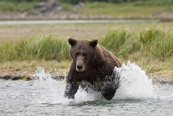 Medvěd aljašský (Ursus arctos gyas), Brown Bear