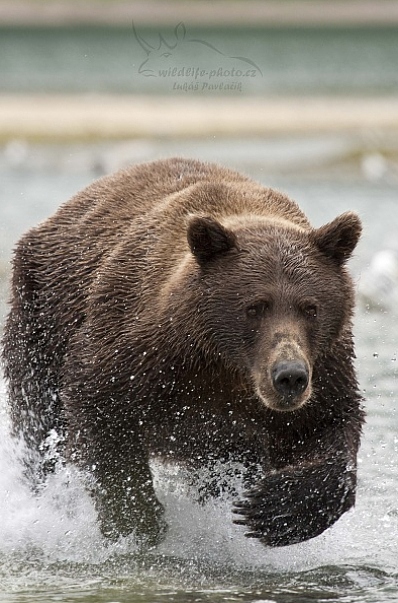 Medvěd aljašský (Ursus arctos gyas), Brown Bear