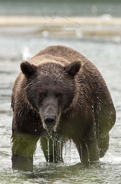 Medvěd aljašský (Ursus arctos gyas), Brown Bear