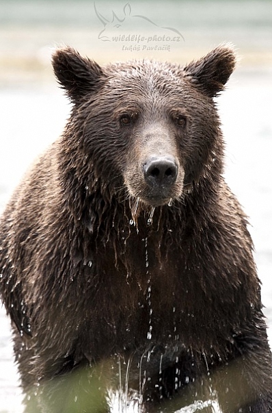 Medvěd aljašský (Ursus arctos gyas), Brown Bear