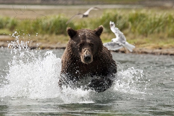 Medvěd aljašský (Ursus arctos gyas), Brown Bear