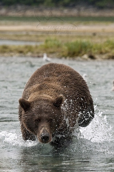 Medvěd aljašský (Ursus arctos gyas), Brown Bear