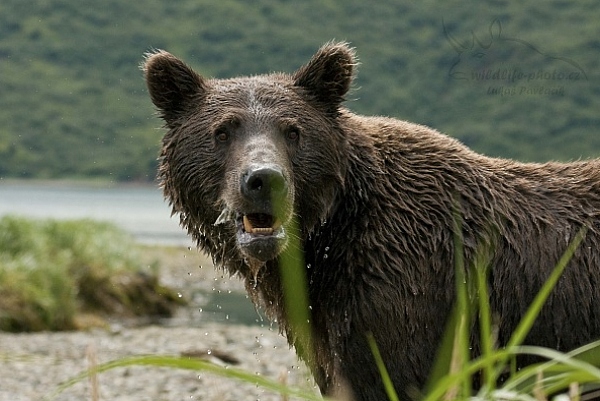 Medvěd aljašský (Ursus arctos gyas), Brown Bear