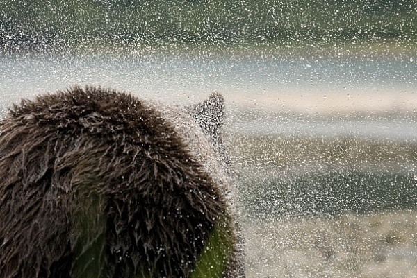 Medvěd aljašský (Ursus arctos gyas), Brown Bear