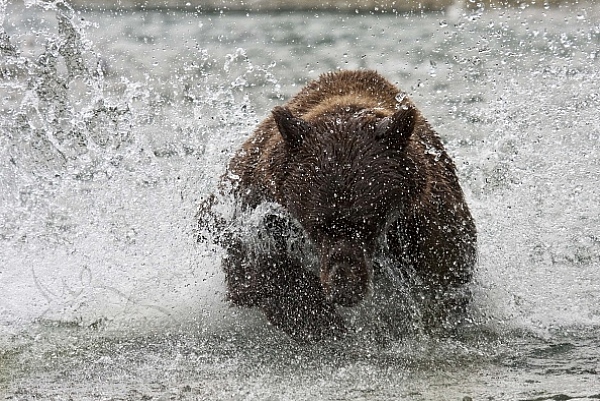 Medvěd aljašský (Ursus arctos gyas), Brown Bear