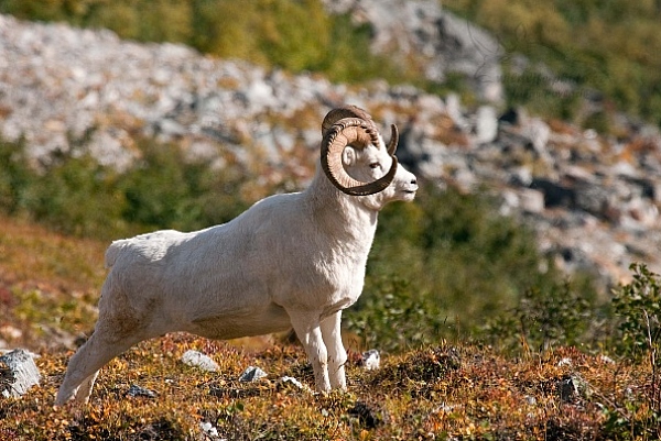 Ovce aljašská (Ovis dalli)